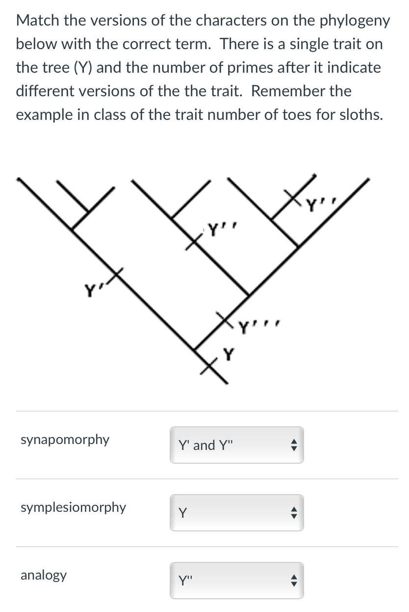 Match the versions of the characters on the phylogeny
below with the correct term. There is a single trait on
the tree (Y) and the number of primes after it indicate
different versions of the the trait. Remember the
example in class of the trait number of toes for sloths.
synapomorphy
symplesiomorphy
analogy
Y' and Y"
Y
Y'
Y"