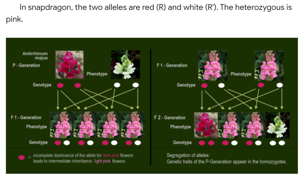In snapdragon, the two alleles are red (R) and white (R'). The heterozygous is
pink.
Antirrhinum
majus
P- Generation
F1- Generation
Phenotype
Phenotype
Genotype
Genotype
F1- Generation
F2 - Generation
Phenotype
Phenotype
Genotype
Genotype
incomplete dominance of the allele for dark pink flowers
leads to intermediate inheritance: light pink flowers
Segregation of alleles:
Genetic traits of the P-Generation appear in the homozygotes.
DO
