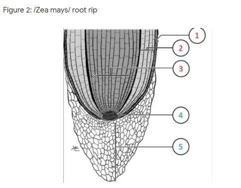 Figure 2: IZea mays/ root rip
2
3
4
5
