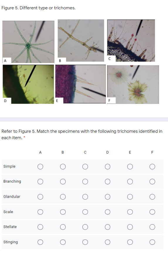 Figure 5. Different type or trichomes.
В
E
Refer to Figure 5. Match the specimens with the following trichomes identified in
each item. *
A
B
D
E
Simple
Branching
Glandular
Scale
Stellate
Stinging
