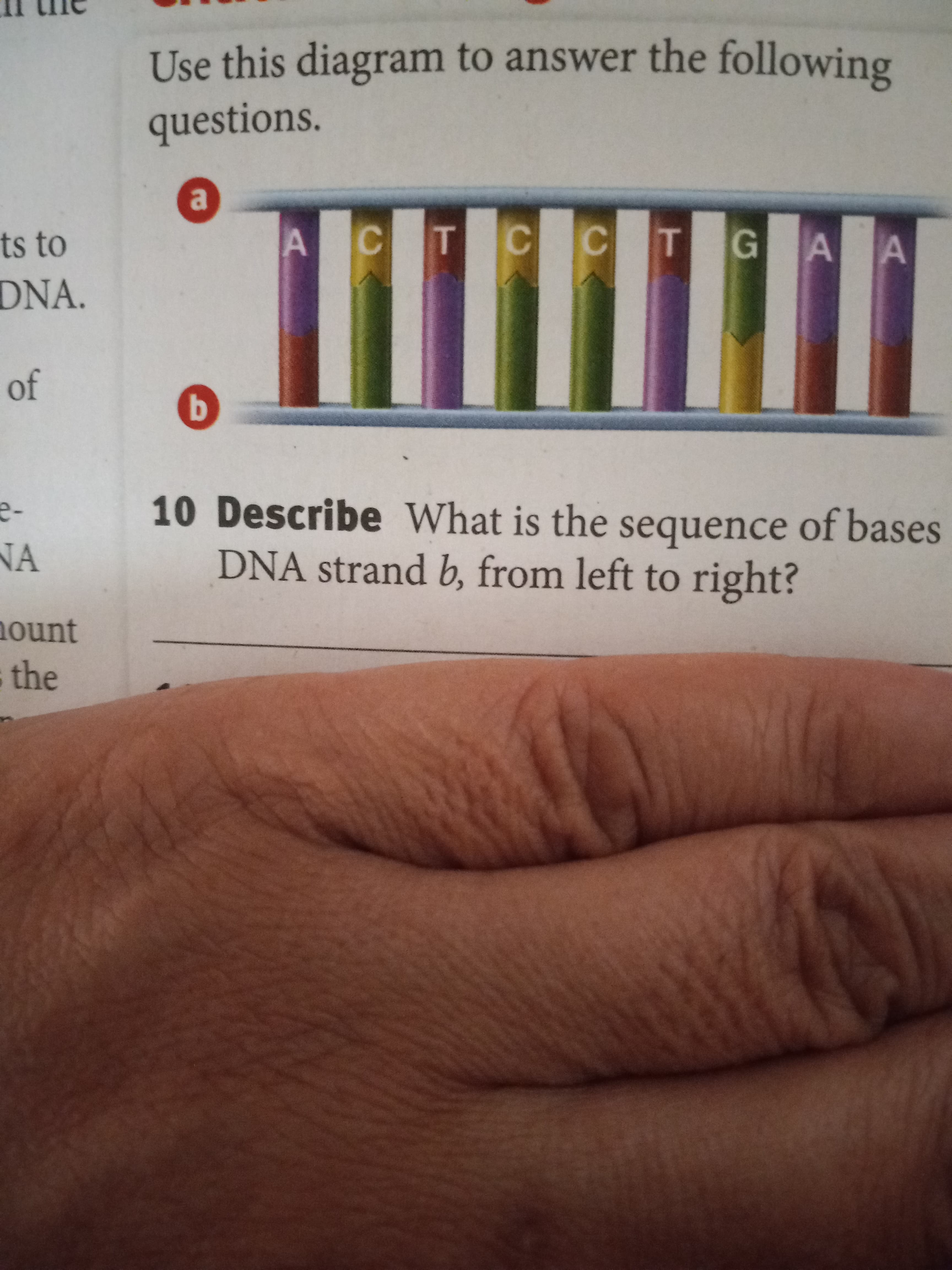 Use this diagram to answer the following
questions.
ts to
CT
CT
GAA
DNA.
of
10 Describe What is the sequence of bases
DNA strand b, from left to right?
NA
ount
the
