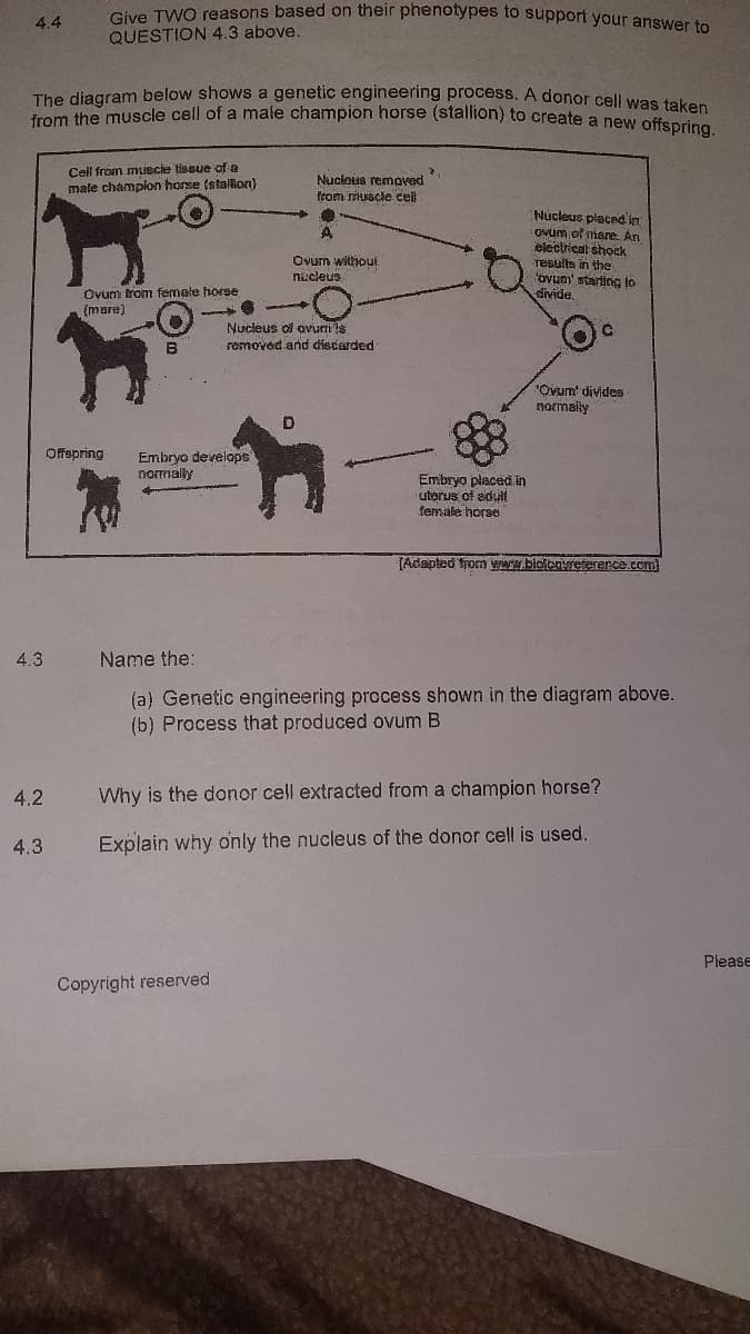 Give TWO reasons based on their phenotypes to support your answer to
QUESTION 4.3 above.
4.4
The diagram below shows a genetic engineering process. A donor cell was taken
om the muscle cell of a male champion horse (stallioh) to create a new offspring
Cell from muscie tissue ofs
male champion horse (stallon}
Nucleus remaved
from muscie ceil
Nucleus piaced in
Ovum of niare. An
electrical shock
results in the
'ovum' starting to
divide
Ovum witiou
nucleus
Ovum from femele horse
(mare)
Nucleus of ovuri is
removed and diecerded
"Ovum' divides
normaliy
Offepring
Embryo develops
nomally
Embryo placeă in
uterus of adult
female horse
(Adapted from www.bidienreterence.com)
4.3
Name the:
(a) Genetic engineering process shown in the diagram above.
(b) Process that produced ovum B
4.2
Why is the donor cell extracted from a champion horse?
4.3
Explain why only the nucleus of the donor cell is used.
Please
Copyright reserved
