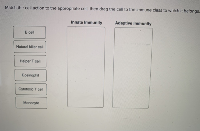 Match the cell action to the appropriate cell, then drag the cell to the immune class to which it belongs.
B cell
Natural killer cell
Helper T cell
Eosinophil
Cytotoxic T cell
Monocyte
Innate Immunity
Adaptive Immunity