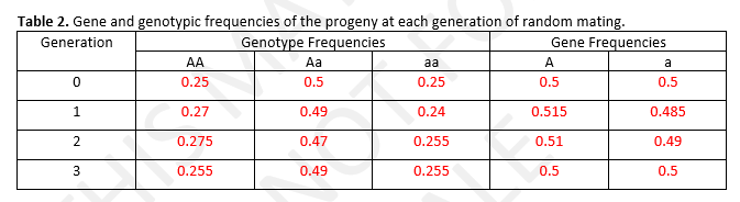 Table 2. Gene and genotypic frequencies of the progeny at each generation of random mating.
Genotype Frequencies
Generation
Gene Frequencies
AA
Aa
aa
А
a
0.25
0.5
0.25
0.5
0.5
1
0.27
0.49
0.24
0.515
0.485
2
0.275
0.47
0.255
0.51
0.49
0.255
0.49
0.255
0.5
0.5
3.
