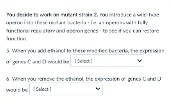 You decide to work on mutant strain 2. You introduce a wild-type
operon into these mutant bacteria - i.e. an operons with fully
functional regulatory and operon genes - to see if you can restore
function.
5. When you add ethanol to these modified bacteria, the expression
of genes C and D would be ( Select]
6. When you remove the ethanol, the expression of genes C and D
would be ( Select )
