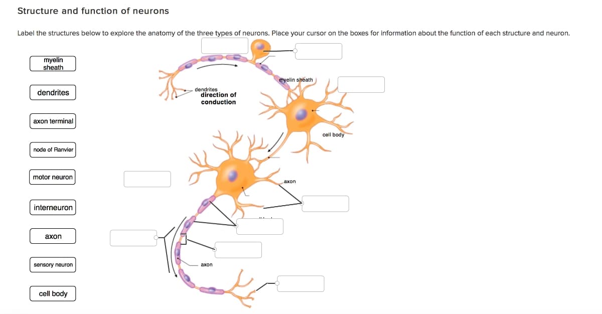 Structure and function of neurons
Label the structures below to explore the anatomy of the three types of neurons. Place your cursor on the boxes for information about the function of each structure and neuron.
myelin
sheath
dendrites
axon terminal
node of Ranvier
motor neuron
interneuron
axon
sensory neuron
cell body
dendrites
direction of
conduction
axon
myelin sheath
axon
cell body