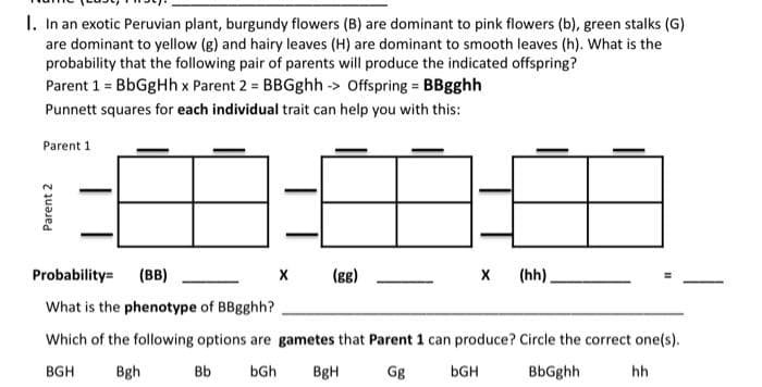 I. In an exotic Peruvian plant, burgundy flowers (B) are dominant to pink flowers (b), green stalks (G)
are dominant to yellow (g) and hairy leaves (H) are dominant to smooth leaves (h). What is the
probability that the following pair of parents will produce the indicated offspring?
Parent 1 = BbGgHh x Parent 2 = BBGghh →> Offspring = BBgghh
Punnett squares for each individual trait can help you with this:
Parent 1
Probability=
(BB)
What is the phenotype of BBgghh?
Which of the following options are gametes that Parent 1 can produce? Circle the correct one(s).
BGH
Bgh
Bb bGh BgH
Gg
bGH
BbGghh
hh
X (GG)
X
(hh).