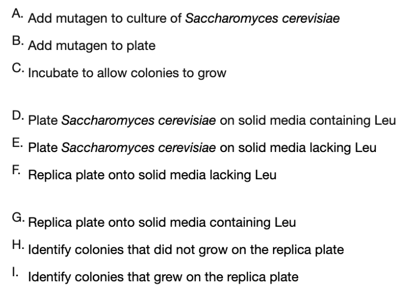 A. Add mutagen to culture of Saccharomyces cerevisiae
B. Add mutagen to plate
C. Incubate to allow colonies to grow
D.
Plate Saccharomyces cerevisiae on solid media containing Leu
E.
Plate Saccharomyces cerevisiae on solid media lacking Leu
Replica plate onto solid media lacking Leu
F.
G.
H.
I.
Replica plate onto solid media containing Leu
Identify colonies that did not grow on the replica plate
Identify colonies that grew on the replica plate