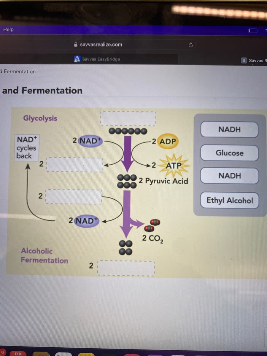 Help
A savvasrealize.com
SSavvas EasyBridge
S Savvas R
d Fermentation
and Fermentation
Glycolysis
000000
NADH
NAD+
2 NAD
2 ADP
cycles
back
Glucose
2.
2
ATP
000
2 Pyruvic Acid
NADH
Ethyl Alcohol
2 NAD
2 CO2
Alcoholic
Fermentation
6
FEB
88
