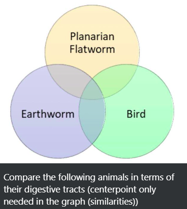 Planarian
Flatworm
Earthworm
Bird
Compare the following animals in terms of
their digestive tracts (centerpoint only
needed in the graph (similarities))
