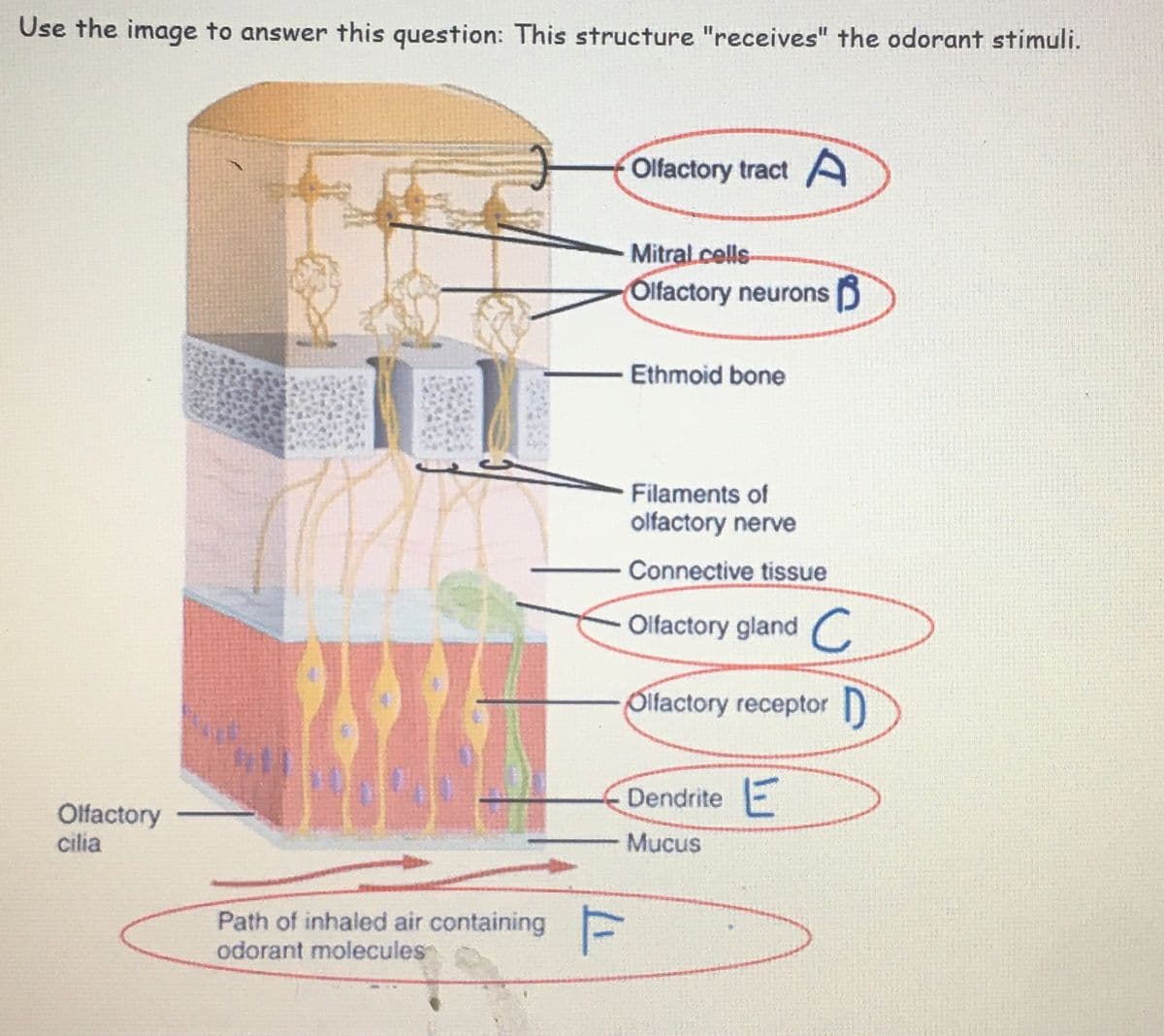 Use the image to answer this question: This structure "receives" the odorant stimuli.
Olfactory
cilia
Path of inhaled air containing F
odorant molecules
Olfactory tract A
Mitral cells
Olfactory neurons
Ethmoid bone
Filaments of
olfactory nerve
Connective tissue
Olfactory gland C
Olfactory receptor
Dendrite E
Mucus