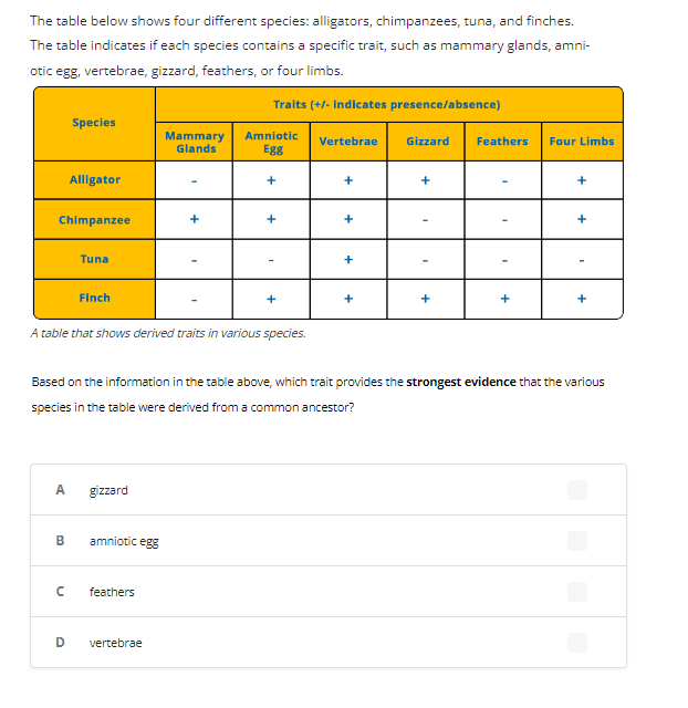 The table below shows four different species: alligators, chimpanzees, tuna, and finches.
The table indicates if each species contains a specific trait, such as mammary glands, amni-
otic egg, vertebrae, gizzard, feathers, or four limbs.
Traits (+/- indicates presence/absence)
Chimpanzee
Species
A
Alligator
B
с
Tuna
Finch
A table that shows derived traits in various species.
gizzard
amniotic egg
Mammary Amniotic
Glands
Egg
feathers
+
D vertebrae
+
+
+
Vertebrae
+
+
+
+
Gizzard
+
+
Based on the information in the table above, which trait provides the strongest evidence that the various
species in the table were derived from a common ancestor?
Feathers
+
Four Limbs
+
+
+