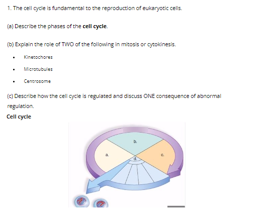 1. The cell cycle is fundamental to the reproduction of eukaryotic cells.
(a) Describe the phases of the cell cycle.
(b) Explain the role of TWO of the following in mitosis or cytokinesis.
.
Kinetochores
Microtubules
Centrosome
(c) Describe how the cell cycle is regulated and discuss ONE consequence of abnormal
regulation.
Cell cycle
C.