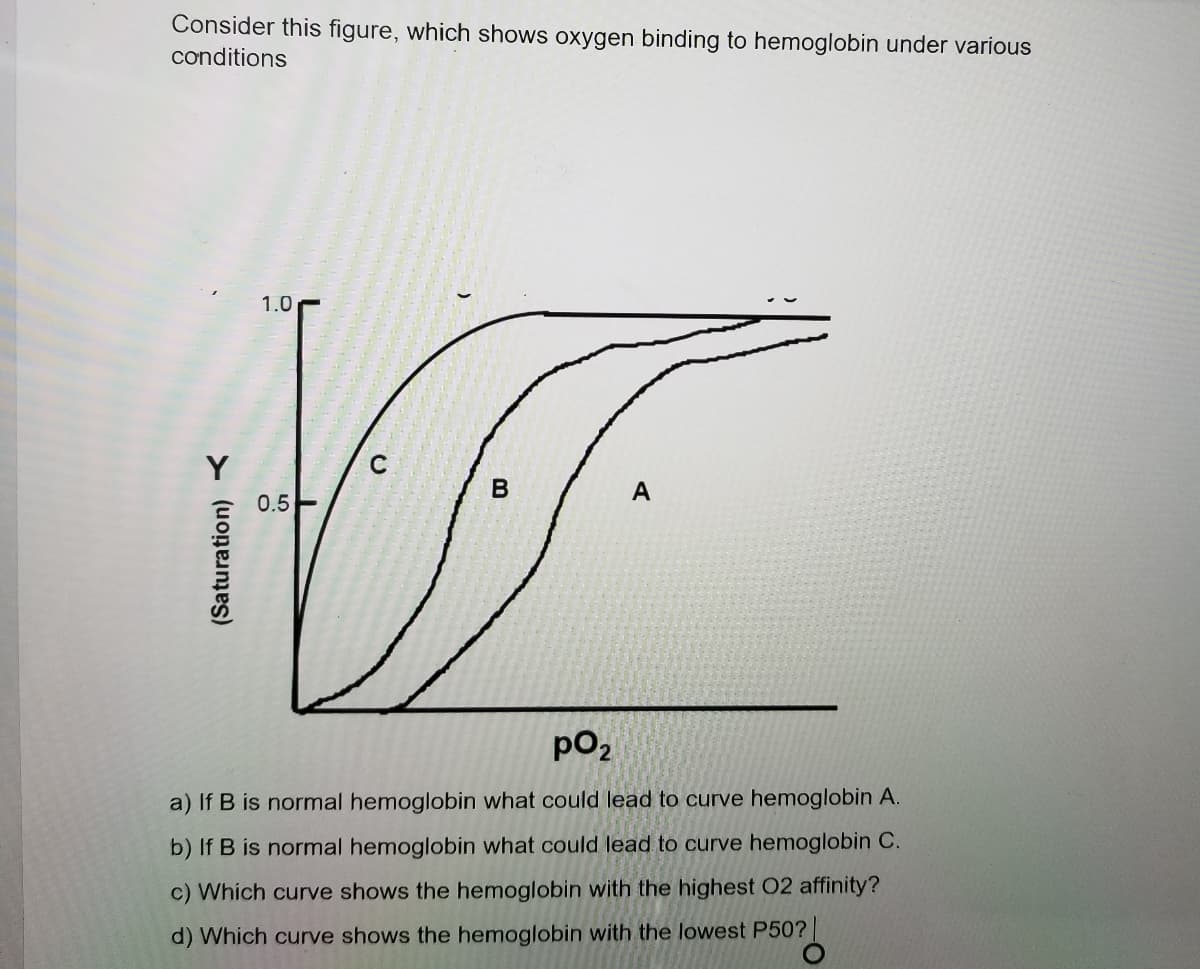 Consider this figure, which shows oxygen binding to hemoglobin under various
conditions
1.0
В
A
0.5-
pO2
a) If B is normal hemoglobin what could lead to curve hemoglobin A.
b) If B is normal hemoglobin what could lead to curve hemoglobin C.
c) Which curve shows the hemoglobin with the highest O2 affinity?
d) Which curve shows the hemoglobin with the lowest P50?
(Saturation)
