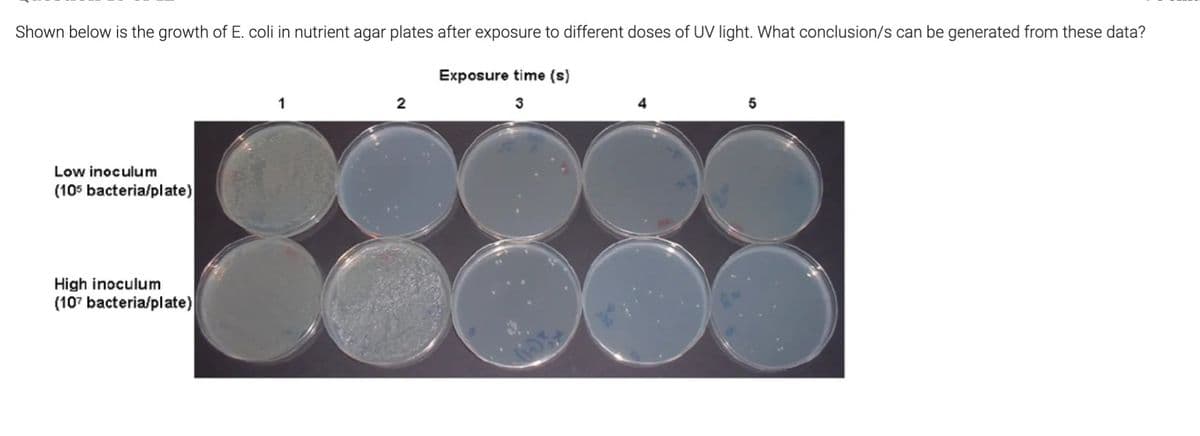 Shown below is the growth of E. coli in nutrient agar plates after exposure to different doses of UV light. What conclusion/s can be generated from these data?
Exposure time (s)
3
Low inoculum
(105 bacteria/plate)
High inoculum
(107 bacteria/plate)
1
2
5