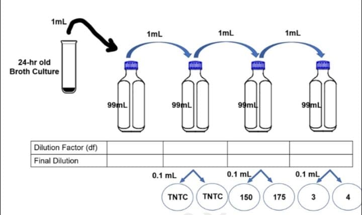 1mL
1ml
1mL
1mL
24-hr old
Broth Culture
99mL
99mL
99ml
99ml
Dilution Factor (df)
Final Dilution
0.1 mL
0.1 mL
0.1 mL
TNTC
TNTC
150
175
3
