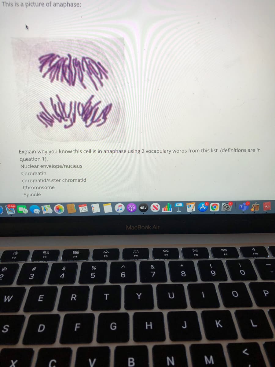 This is a picture of anaphase:
Explain why you know this cell is in anaphase using 2 vocabulary words from this list (definitions are in
question 1):
Nuclear envelope/nucleus
Chromatin
chromatid/sister chromatid
Chromosome
Spindle
tv
Aa
23
MacBook Air
DD
FB
F9
F7
F3
F4
F5
F2
@
23
$
%
&
3
4
5
7
8
9
P
W
R
Y
S
D
F
G
H
J
K
L
XIG YIB N
M
E
