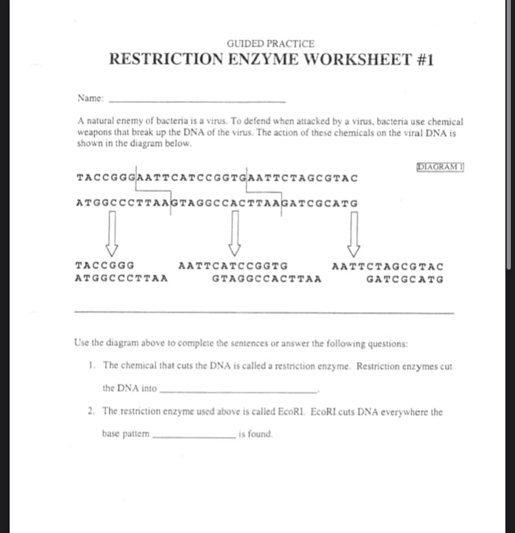 GUIDED PRACTICE
RESTRICTION ENZYME WORKSHEET #1
Name:
A natural enemy of bacteria is a virus. To defend when attacked by a virus, bacteria use chemical
weapons that break up the DNA of the virus. The action of these chemicals on the viral DNA is
shown in the diagram below.
DIAGRAM I
TACCGGGAATTCATCCGGTGAATTCTAGCGTAC
ATGGCCCTT AAGTAGGCCACTTAAGATCGCATG
TACCGGG
AATTCATCCGGTG
AATTCTAGC GTAC
ATGGCCCTTAA
GTAGGCCACTTAA
GATCGCATG
Use the diagram above to complete the sentences or answer the following questions:
1. The chemical that cuts the DNA is called a restriction enzyme. Restriction enzymes cut
the DNA into ,
2. The restriction enzyme used above is called EcoRI. EcoRI cuts DNA everywhere the
base pattern ,
is found.
