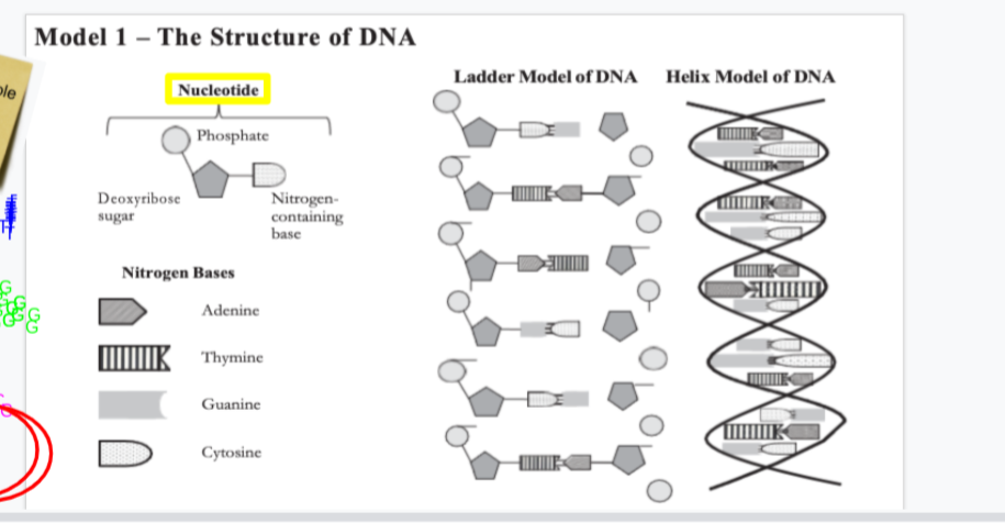 Model 1 – The Structure of DNA
Ladder Model of DNA Helix Model of DNA
ple
|Nucleotide
Phosphate
Deoxyribose
sugar
Nitrogen-
containing
base
Nitrogen Bases
Adenine
Thymine
Guanine
Cytosine
