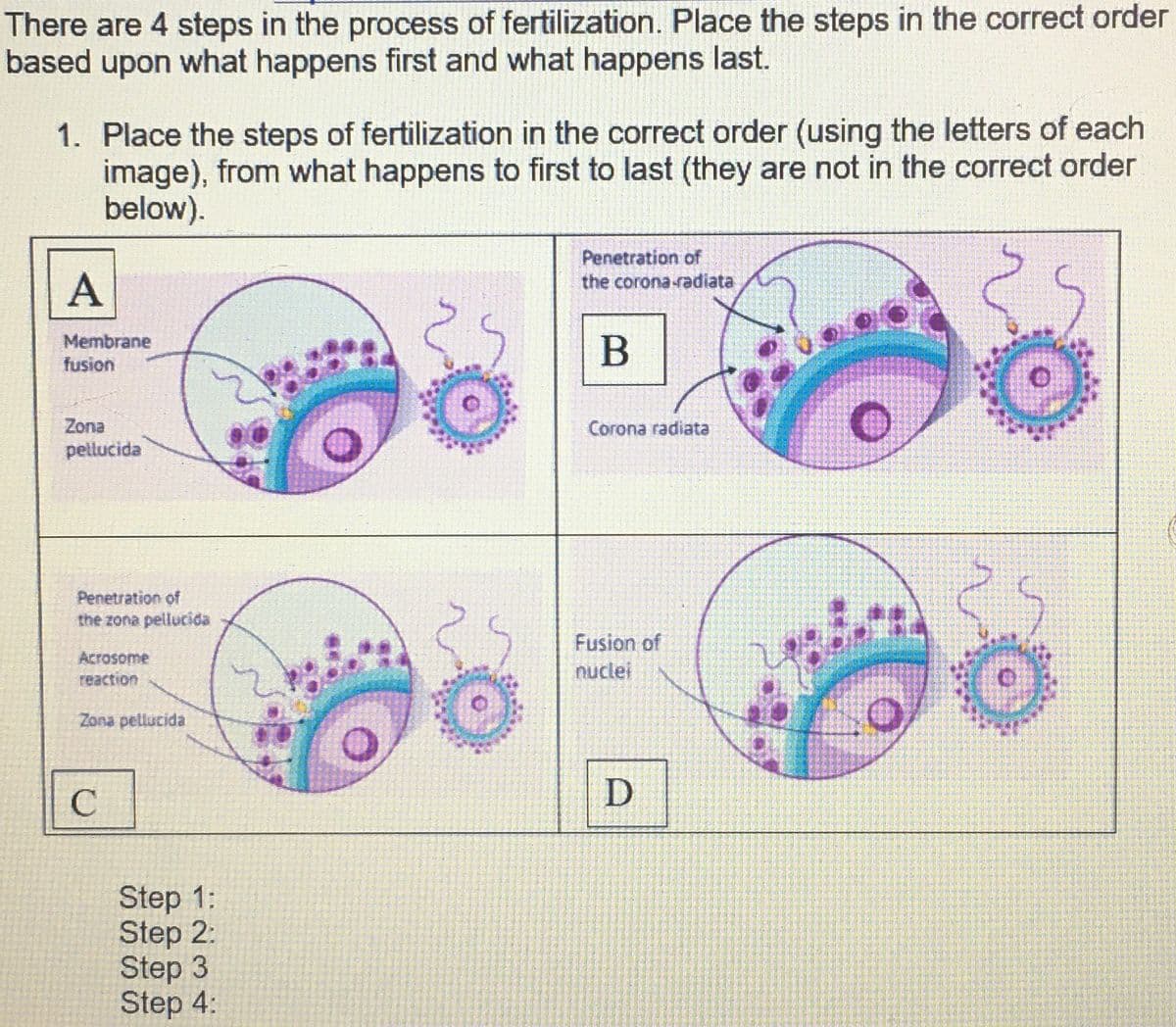 There are 4 steps in the process of fertilization. Place the steps in the correct order
based upon what happens first and what happens last.
1. Place the steps of fertilization in the correct order (using the letters of each
image), from what happens to first to last (they are not in the correct order
below).
A
Membrane
fusion
Penetration of
the corona-radiata
B
Zona
pellucida
Corona radiata
Penetration of
the zona pellucida
Acrosome
reaction
Zona pellucida
Fusion of
nuclei
C
Step 1:
Step 2:
Step 3
Step 4:
D