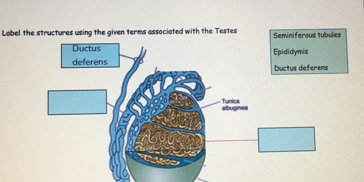 Label the structures using the given terms associated with the Testes
Ductus
deferens
Seminiferous tubules
Epididymis
Ductus deferens
Tunica
albuginea