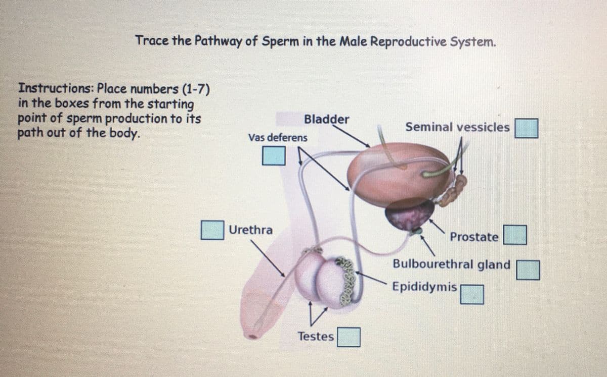 Trace the Pathway of Sperm in the Male Reproductive System.
Instructions: Place numbers (1-7)
in the boxes from the starting
point of sperm production to its
path out of the body.
Vas deferens
Urethra
Bladder
Seminal vessicles
Testes
Prostate
Bulbourethral gland
Epididymis