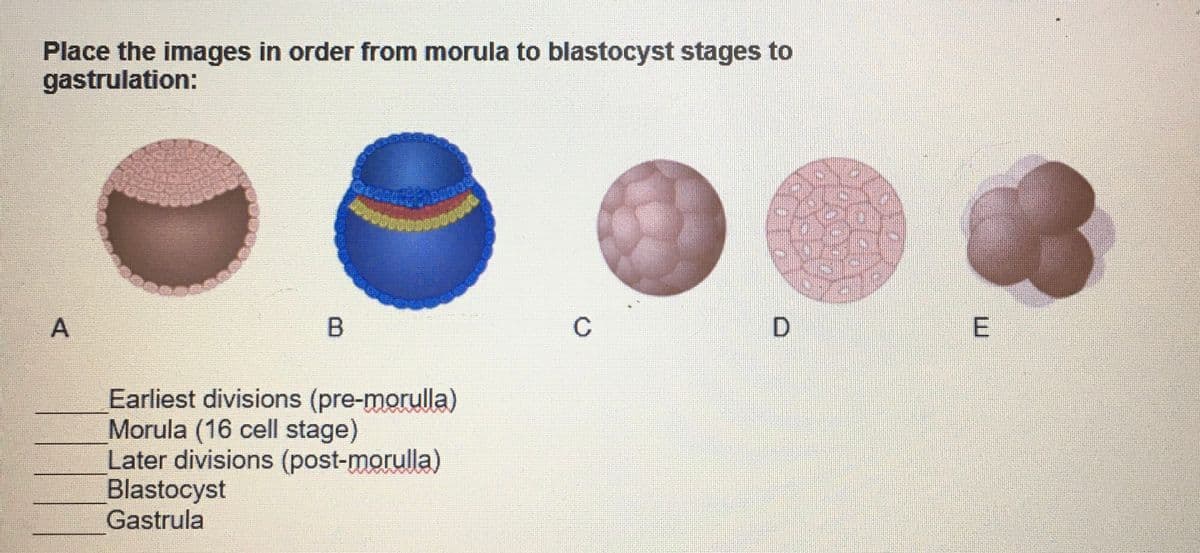 Place the images in order from morula to blastocyst stages to
gastrulation:
A
B
Earliest divisions (pre-morulla)
Morula (16 cell stage)
Later divisions (post-morulla)
Blastocyst
Gastrula
C
D
E