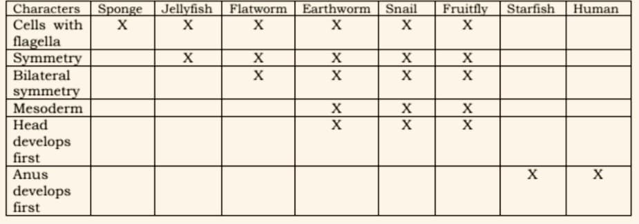 Characters
Sponge
Jellyfish
Flatworm | Earthworm | Snail
Fruitfly
Starfish
Human
Cells with
X
X
X
flagella
Symmetry
Bilateral
X
X
X
X
X
symmetry
Mesoderm
X
Нead
X
develops
first
Anus
develops
first
