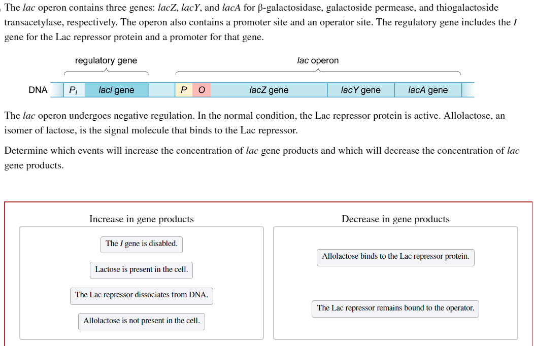 The lac operon contains three genes: lacZ, lacY, and lacA for ß-galactosidase, galactoside permease, and thiogalactoside
transacetylase, respectively. The operon also contains a promoter site and an operator site. The regulatory gene includes the I
gene for the Lac repressor protein and a promoter for that gene.
regulatory gene
DNA
P₁ lacl gene
The lac operon undergoes negative regulation. In the normal condition, the Lac repressor protein is active. Allolactose, an
isomer of lactose, is the signal molecule that binds to the Lac repressor.
P O
Increase in gene products
The I gene is disabled.
Lactose is present in the cell.
The Lac repressor dissociates from DNA.
lac operon
lacZ gene
Determine which events will increase the concentration of lac gene products and which will decrease the concentration of lac
gene products.
Allolactose is not present in the cell.
lacy gene
lacA gene
Decrease in gene products
Allolactose binds to the Lac repressor protein.
The Lac repressor remains bound to the operator.