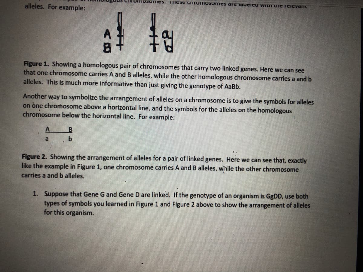 TUSOIES.
TITCSC CIITOTIOSOTIES are iavCicu WILT UICTEIevarIC
alleles. For example:
to
Figure 1. Showing a homologous pair of chromosomes that carry two linked genes. Here we can see
that one chromosome carries A and B alleles, while the other homologous chromosome carries a and b
alleles. This is much more informative than just giving the genotype of AaBb.
Another way to symbolize the arrangement of alleles on a chromosome is to give the symbols for alleles
on one chromosome above a horizontal line, and the symbols for the alleles on the homologous
chromosome below the horizontal line. For example:
B
b.
Figure 2. Showing the arrangement of alleles for a pair of linked genes. Here we can see that, exactly
like the example in Figure 1, one chromosome carries A and B alleles, while the other chromosome
carries a and b alleles.
1. Suppose that Gene G and Gene D are linked. If the genotype of an organism is GGDD, use both
types of symbols you learned in Figure 1 and Figure 2 above to show the arrangement of alleles
for this organism.
