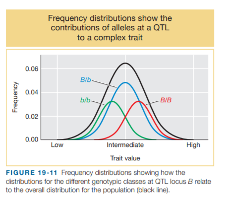 Frequency distributions show the
contributions of alleles at a QTL
to a complex trait
0.06
B/b
0.04
b/b-
- B/B
0.02
0.00
Low
Intermediate
High
Trait value
FIGURE 19-11 Frequency distributions showing how the
distributions for the different genotypic classes at QTL locus B relate
to the overall distribution for the population (black line).
Frequency
