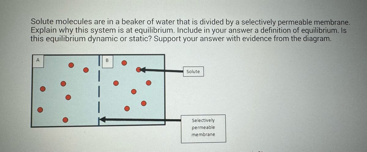 Solute molecules are in a beaker of water that is divided by a selectively permeable membrane.
Explain why this system is at equilibrium. Include in your answer a definition of equilibrium. Is
this equilibrium dynamic or static? Support your answer with evidence from the diagram.
A
B
Solute
Selectively
permeable
membrane
