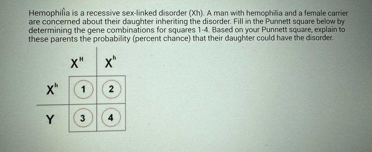 Hemophilia is a recessive sex-linked disorder (Xh). A man with hemophilia and a female carrier
are concerned about their daughter inheriting the disorder. Fill in the Punnett square below by
determining the gene combinations for squares 1-4. Based on your Punnett square, explain to
these parents the probability (percent chance) that their daughter could have the disorder.
XH
X"
X"
Y
1
3
2
4