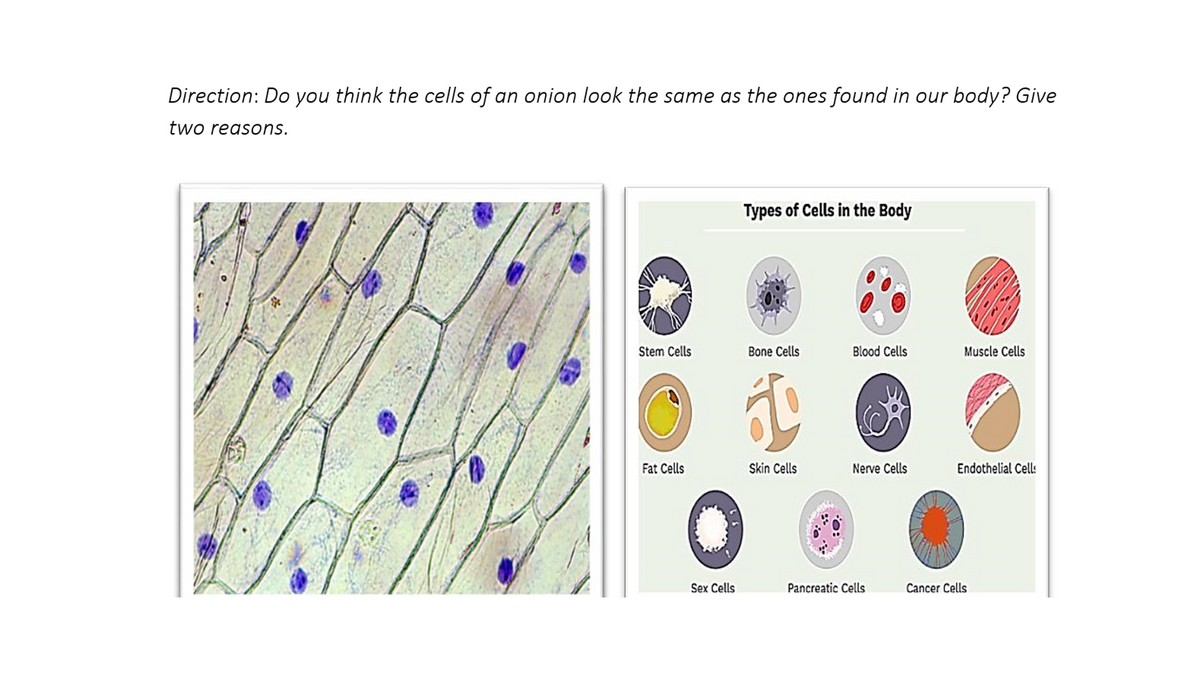Direction: Do you think the cells of an onion look the same as the ones found in our body? Give
two reasons.
Types of Cells in the Body
Stem Cells
Bone Cells
Blood Cells
Muscle Cells
Fat Cells
Skin Cells
Nerve Cells
Endothelial Cell:
Sex Cells
Pancreatic Cells
Cancer Cells
