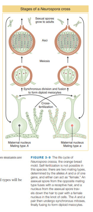 Stages of a Neurospora cross
Sexual spores
grow to adults
Asci
Meiosis
1 Synchronous division and fusion +
to form diploid meiocytes
Cross-
fertilization
Maternal nucleus
Mating type A
Maternal nucleus
Mating type a
wo mutants are
FIGURE 3-9 The lfe cycle of
Neurospora crassa, the orange bread
mold. Self-fertilization is not possible in
this species: there are two mating types,
determined by the alleles A and a of one
gene, and either can act as "female." An
asexual spore from the opposite mating
type fuses with a receptive hair, and a
nucleus from the asexual spore trav-
els down the hair to pair with a female
nucleus in the knot of cells. The A and a
d types will be
pair then undergo synchronous mitoses,
finally fusing to form diploid meiocytes.
