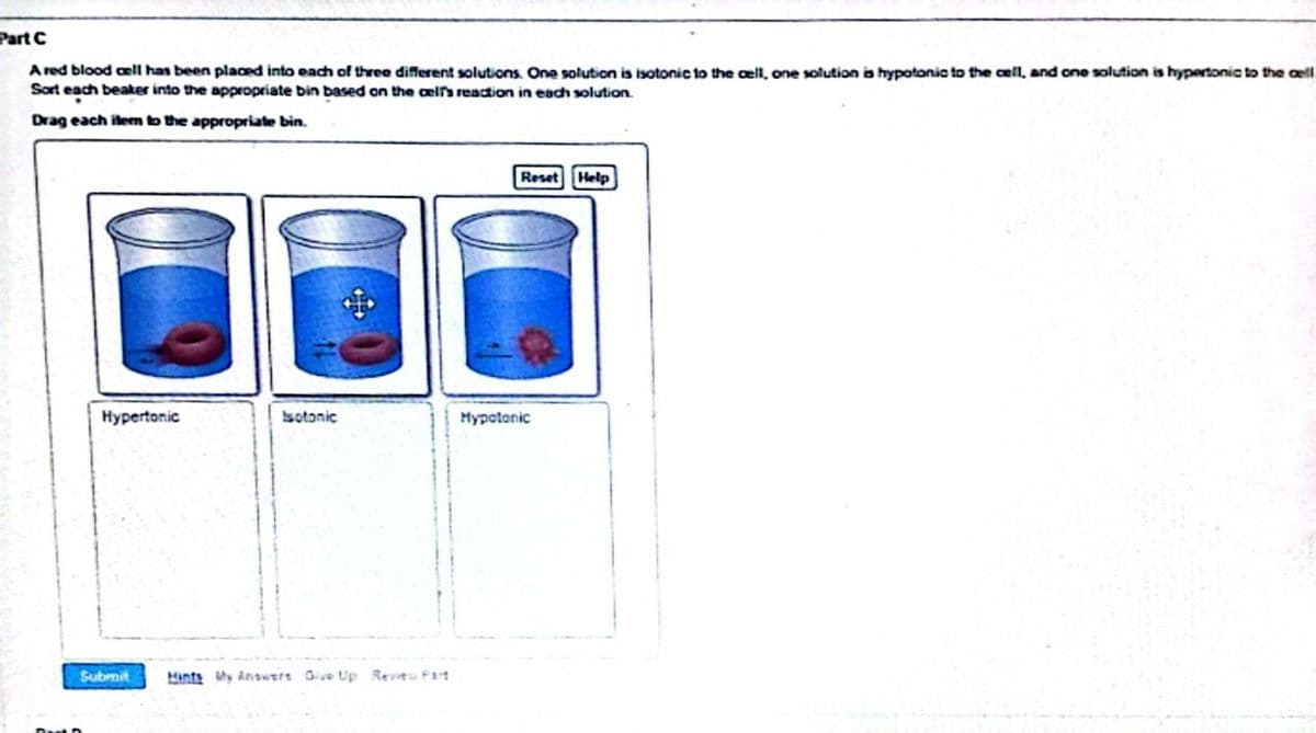 Part C
A red blood cell has been placed into each of three different solutions. One solution is isotonic to the cell, one solution is hypotonic to the cell, and one solution is hypertonic to the cell
Sort each beaker into the appropriate bin based on the cell's reaction in each solution.
Drag each item to the appropriate bin.
+
Reset Help
Hypertonic
Isotonic
Hypotonic
Submit
Hints My Answers Give Up Review Part