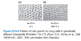 (A)
(B)
hs-Fz/+
hs-Fz/+
+/+
Dsh A/+
Figure Q15-5 Pattern of hair growth on wing cells in genetically
different Drosophila (Problem 15-17). (From C.G. Winter et al., Cell
105:81-91, 2001. With permission from Elsevier.)
3
