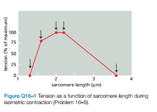 100
75
50
25
2
3
sarcomere length (um)
Figure Q16-1 Tension as a function of sarcomere length during
isometric contraction (Problem 16-5).
tension (% of maximum)
