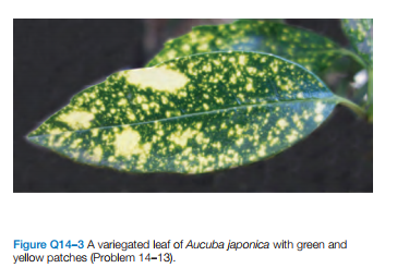 Figure Q14-3 A variegated leaf of Aucuba japonica with green and
yellow patches (Problem 14-13).
