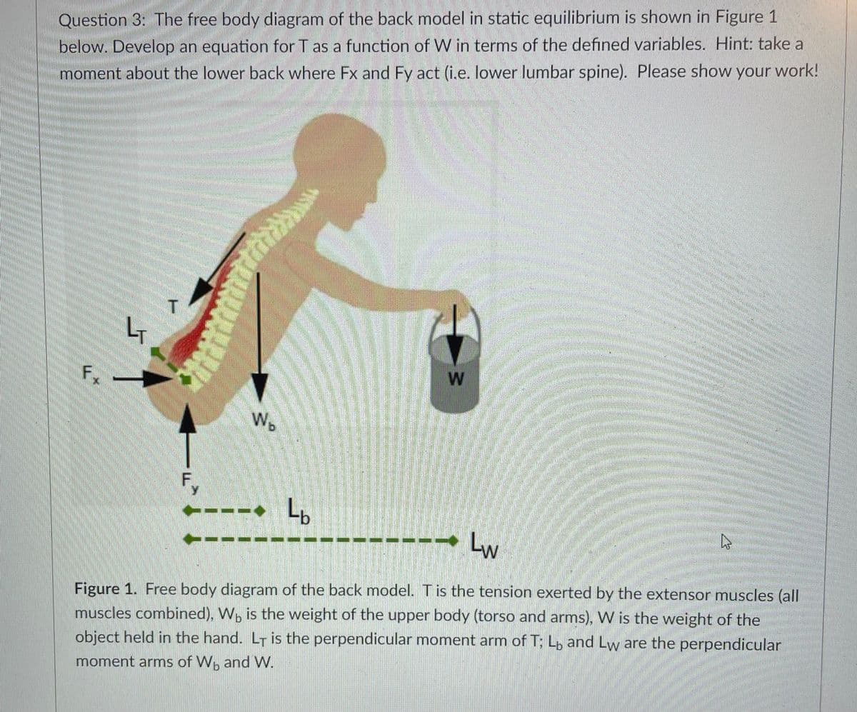 Question 3: The free body diagram of the back model in static equilibrium is shown in Figure 1
below. Develop an equation for T as a function of W in terms of the defined variables. Hint: take a
moment about the lower back where Fx and Fy act (i.e. lower lumbar spine). Please show your work!
Fx
LT
LEDER
F₁
W₂
Lb
W
un mun
-Lw
b
Figure 1. Free body diagram of the back model. T is the tension exerted by the extensor muscles (all
muscles combined), Wo is the weight of the upper body (torso and arms), W is the weight of the
object held in the hand. LT is the perpendicular moment arm of T; Lo and Lw are the perpendicular
moment arms of W, and W.
A