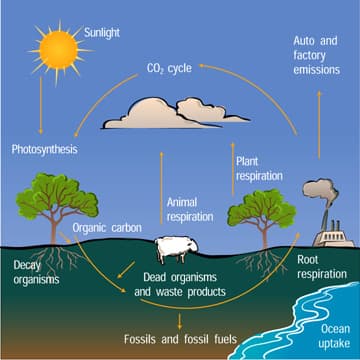Sunlight
Auto and
factory
emissions
co, cycle
Photosynthesis
Plant
respiration
Animal
respiration
Organic carbon
Root
Decay
organisms
Dead organisms
and waste products
respiration
Ocean
Fossils and fossil fuels
uptake

