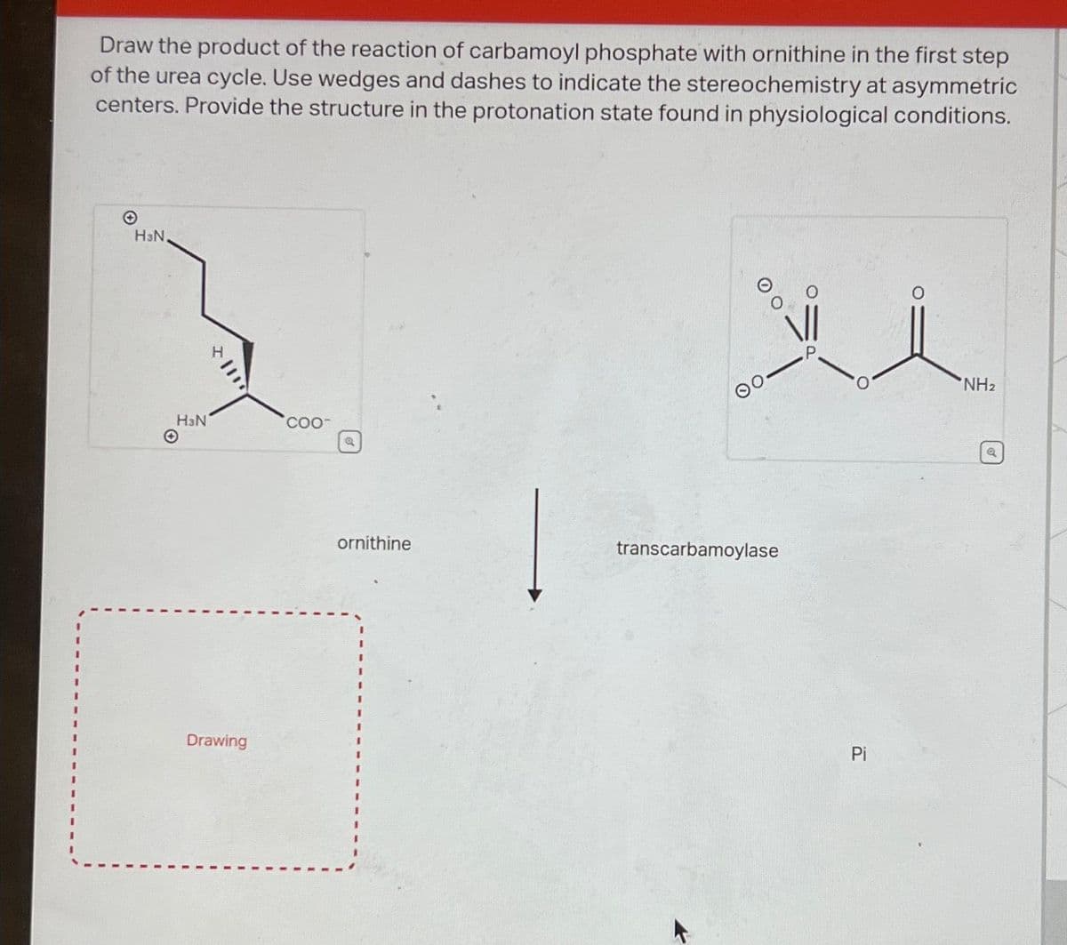 Draw the product of the reaction of carbamoyl phosphate with ornithine in the first step
of the urea cycle. Use wedges and dashes to indicate the stereochemistry at asymmetric
centers. Provide the structure in the protonation state found in physiological conditions.
H³N,
H3N
Drawing
coo-
Q
ornithine
transcarbamoylase
Pi
NH₂
Q