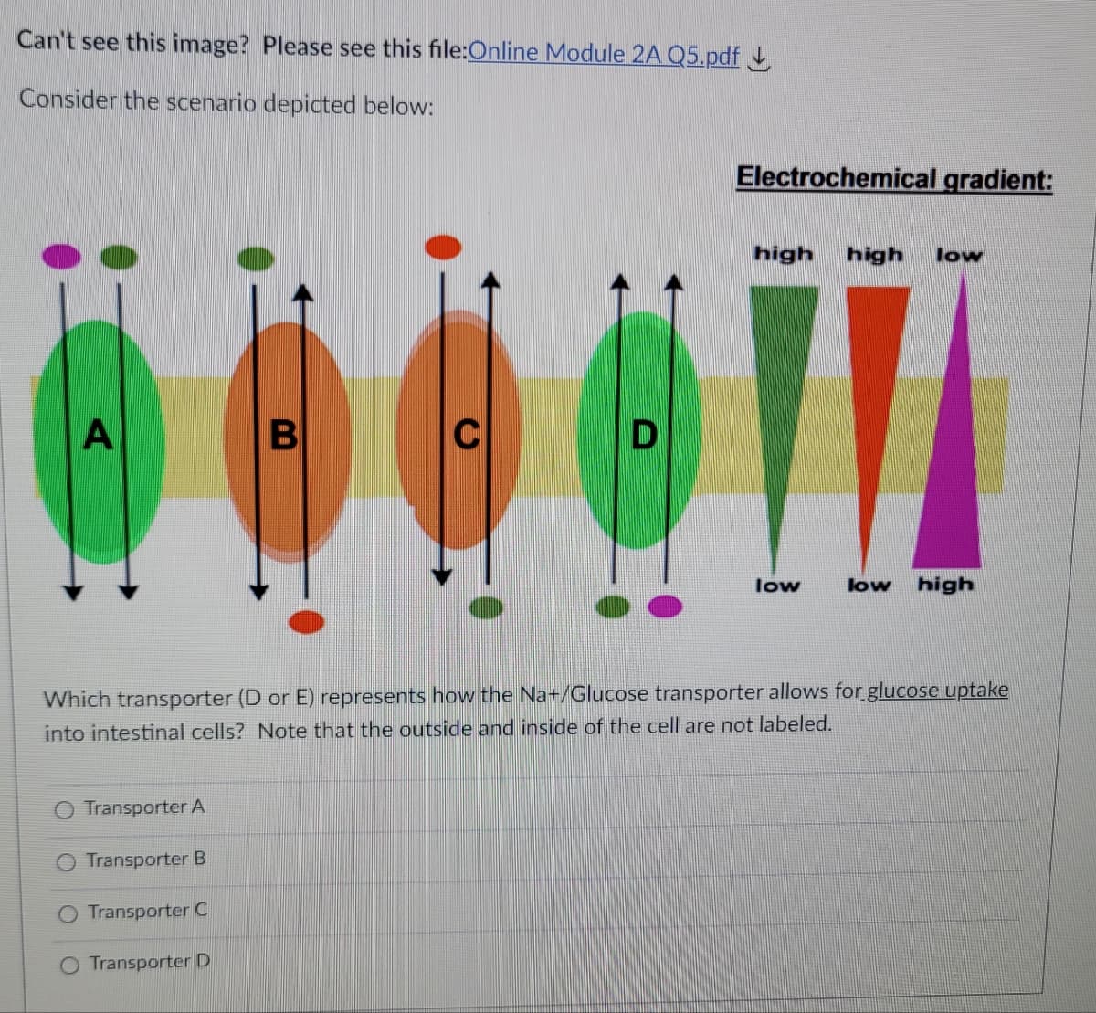 Can't see this image? Please see this file:Online Module 2A Q5.pdf
Consider the scenario depicted below:
A
Transporter A
Transporter B
Transporter C
B
Transporter D
C
D
Electrochemical gradient:
high high low
Which transporter (D or E) represents how the Na+/Glucose transporter allows for glucose uptake
into intestinal cells? Note that the outside and inside of the cell are not labeled.
II
low
low high