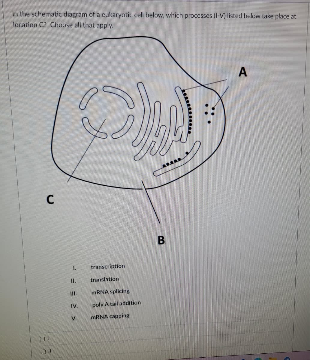 In the schematic diagram of a eukaryotic cell below, which processes (I-V) listed below take place at
location C? Choose all that apply.
C
00
1.
11.
III.
IV.
V.
transcription
translation
mRNA splicing
poly A tail addition
mRNA capping
B
A