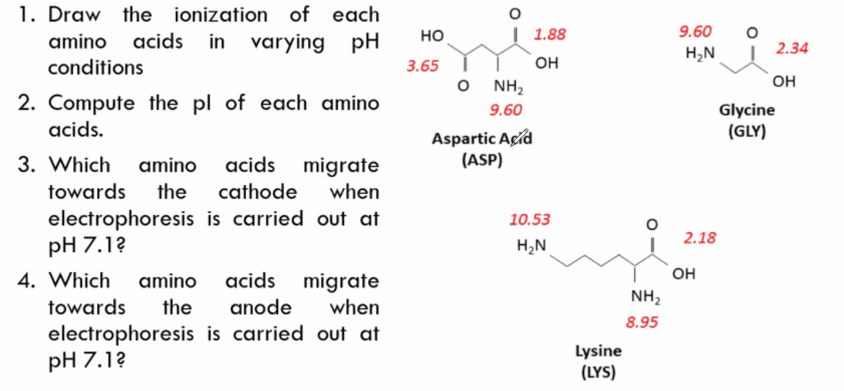 1. Draw the ionization of each
amino acids
in varying
pH
но
1.88
9.60
2.34
H,N
conditions
3.65
OH
NH2
OH
2. Compute the pl of each amino
acids.
Glycine
(GLY)
9.60
Aspartic Açid
(ASP)
3. Which
amino acids migrate
towards the cathode when
electrophoresis is carried out at
pH 7.1?
10.53
2.18
H,N
OH
4. Which
amino
acids migrate
NH,
towards
the
anode
when
8.95
electrophoresis is carried out at
pH 7.1?
Lysine
(LYS)
