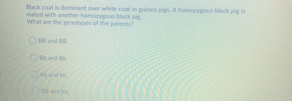 Black coat is dominant over white coat in guinea pigs. A homozygous black pig is
mated with another homozygous black pig.
What are the genotypes of the parents?
O BB and BB
O Bb and Bb
Obb and bb
BB and bb.
