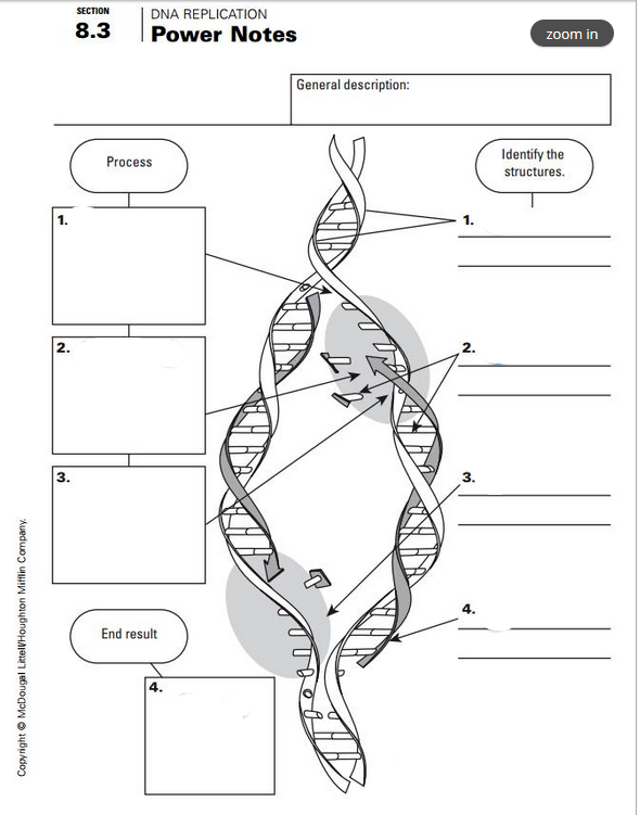 SECTION
DNA REPLICATION
8.3
Power Notes
zoom in
General description:
Identify the
Process
structures.
2.
3.
End result
Copyright © McDougal LittelVHoughton Mifflin Company.
