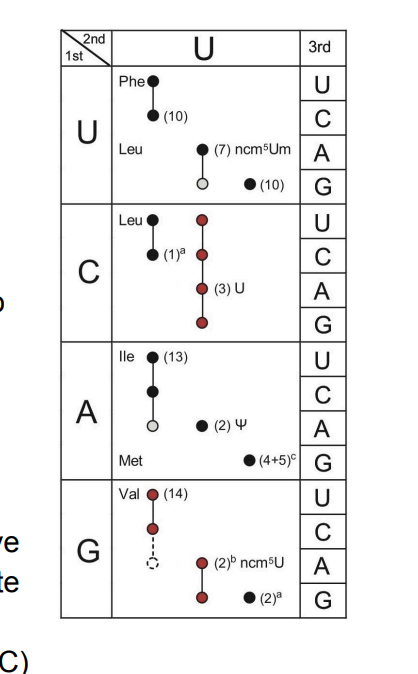 -e
te
1st
2nd
U
Phe
Leu
(10)
U
3rd
U
с
(7) ncm5Um A
(10)
C)
A
Leu
(1)a
(3) U
G
lle
(13)
Met
Val
(14)
с
CAGUCAUCAGUO
с
Α
(4+5) G
(2) 4
с
(2)b ncm³U
A
(2)a
G