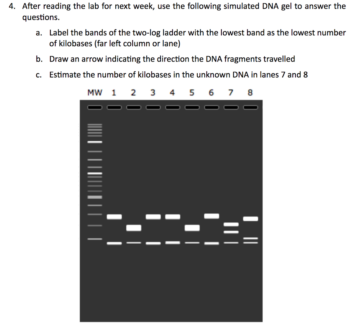 4. After reading the lab for next week, use the following simulated DNA gel to answer the
questions.
a. Label the bands of the two-log ladder with the lowest band as the lowest number
of kilobases (far left column or lane)
b. Draw an arrow indicating the direction the DNA fragments travelled
c. Estimate the number of kilobases in the unknown DNA in lanes 7 and 8
MW 1 2 3 4 5 6 7 8