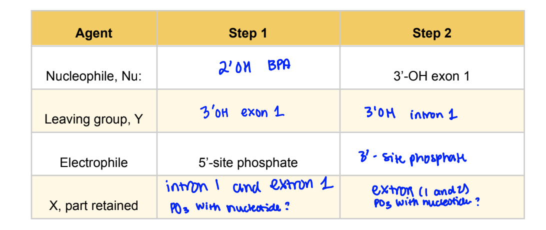 Agent
Nucleophile, Nu:
Step 1
Step 2
2'01
BPA
3'-OH exon 1
Leaving group, Y
3'OH exon 1
3'0M intron 1
Electrophile
X, part retained
5'-site phosphate
intron I and extron 1
PO3 with nuclectide?
3'-site phosphate
extron (1 and 2)
POS with nucleotice?